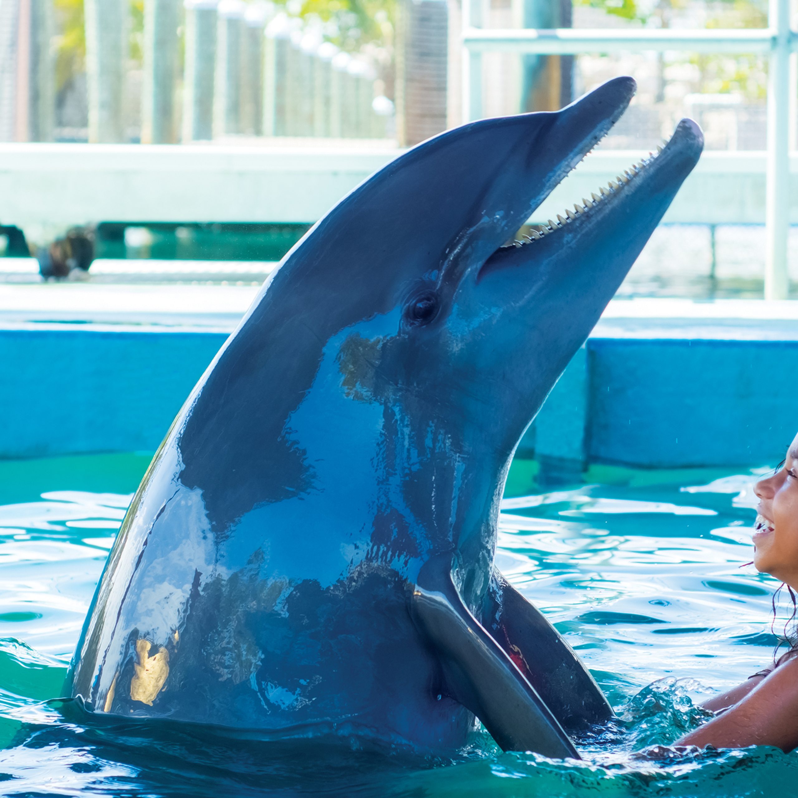 Dolphin Encounter