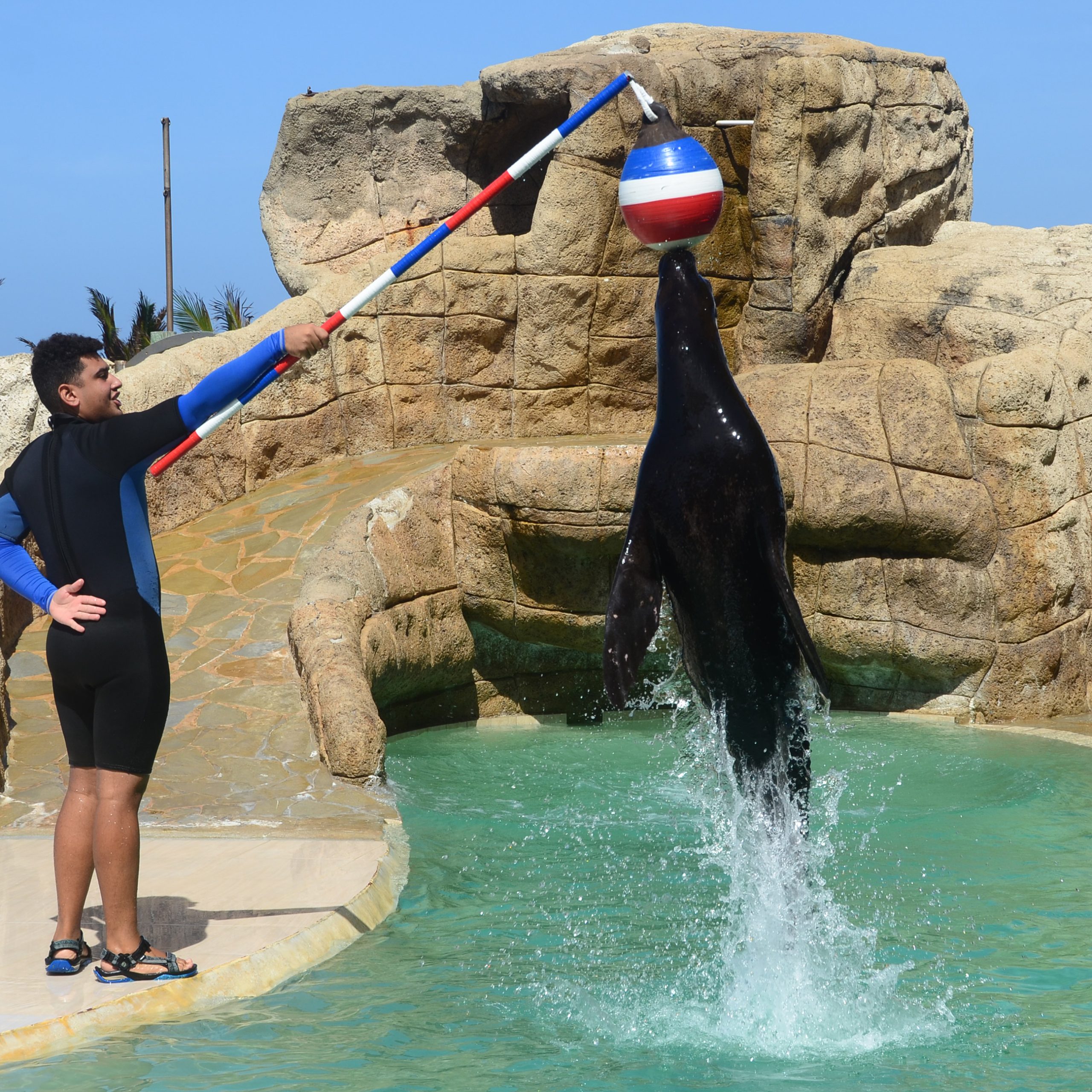 Dolphin Encounter