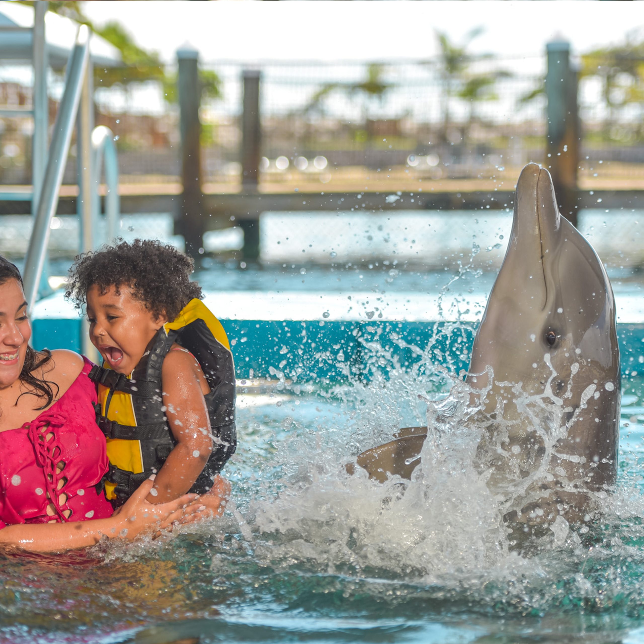 Dolphin Encounter