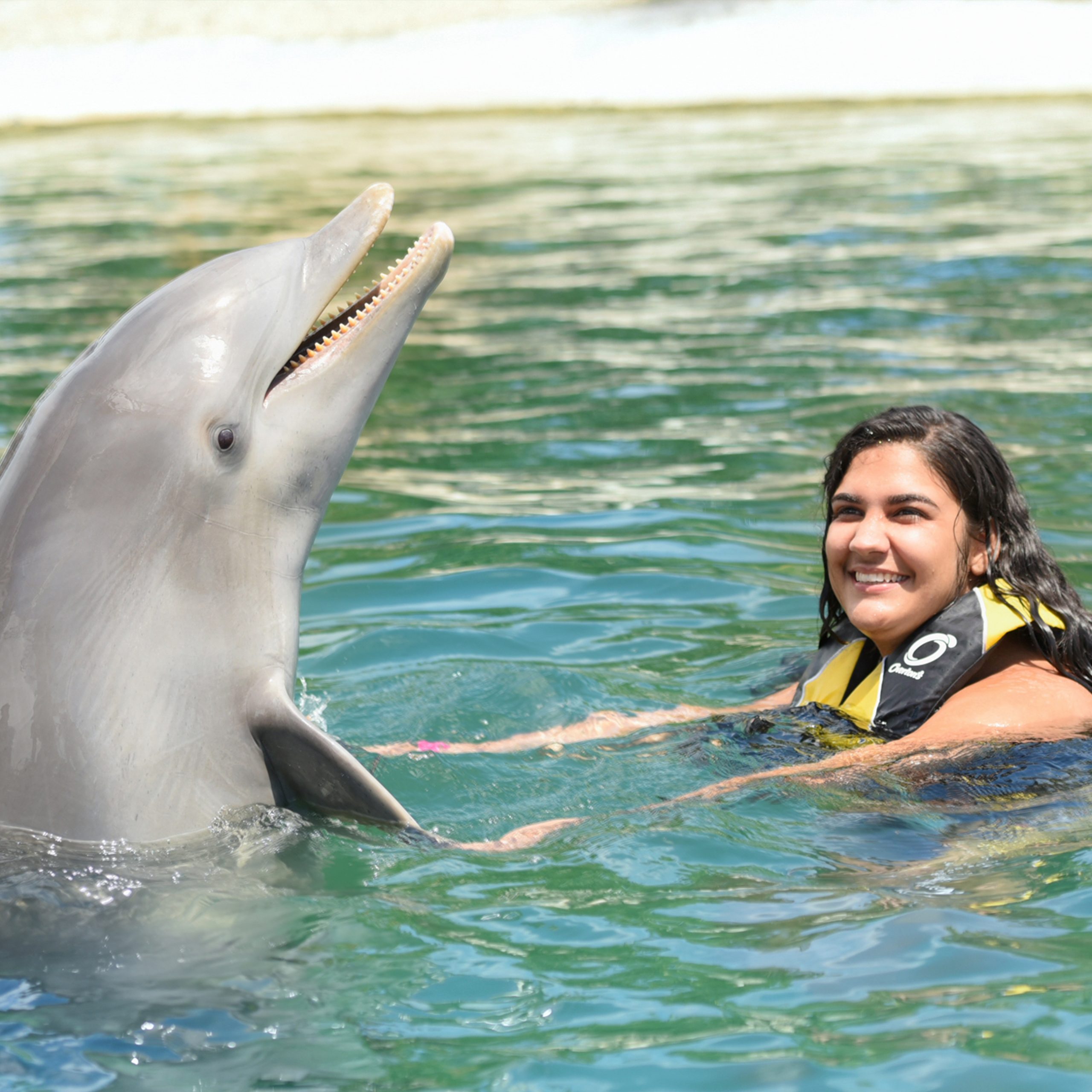 Dolphin Swim
