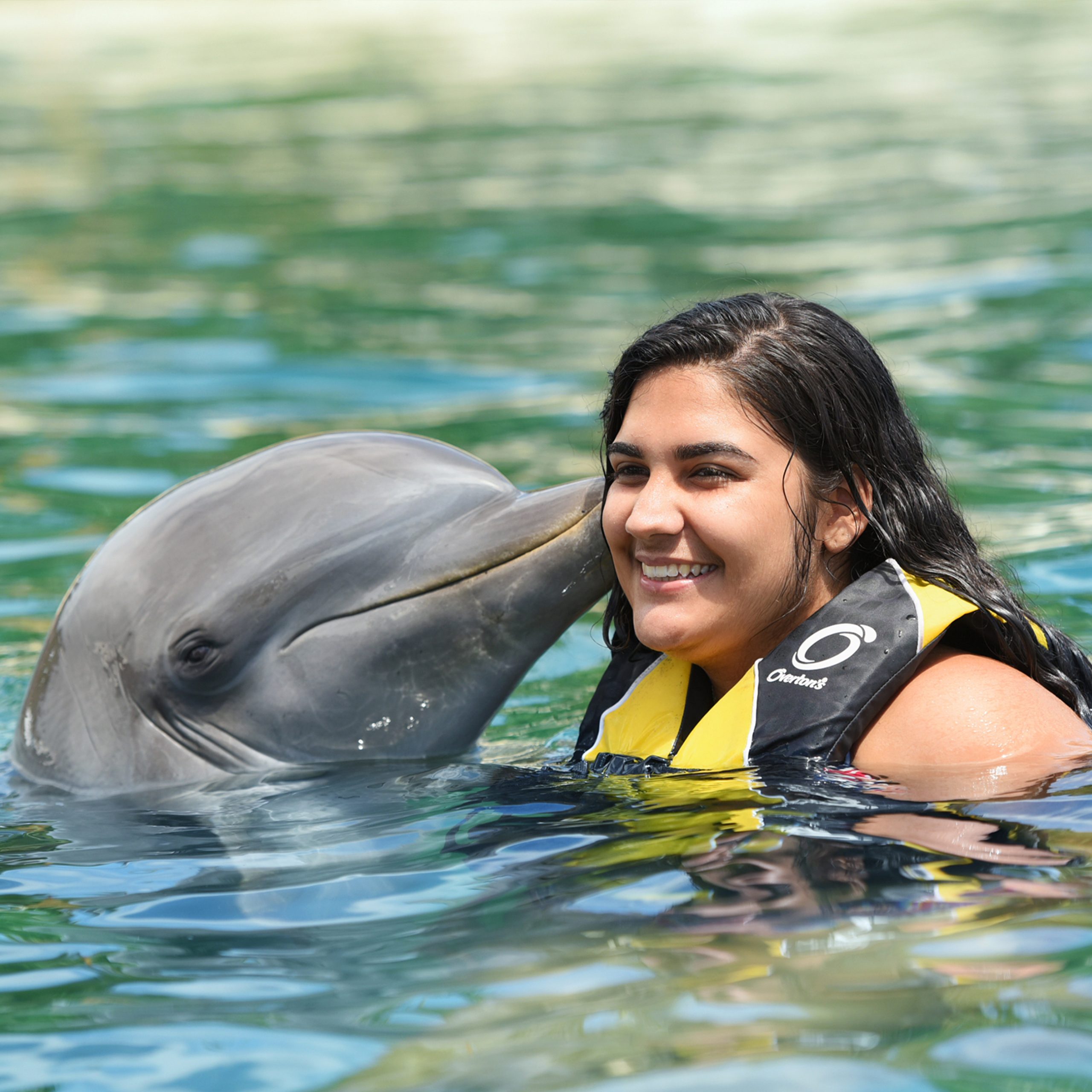 Dolphin Swim