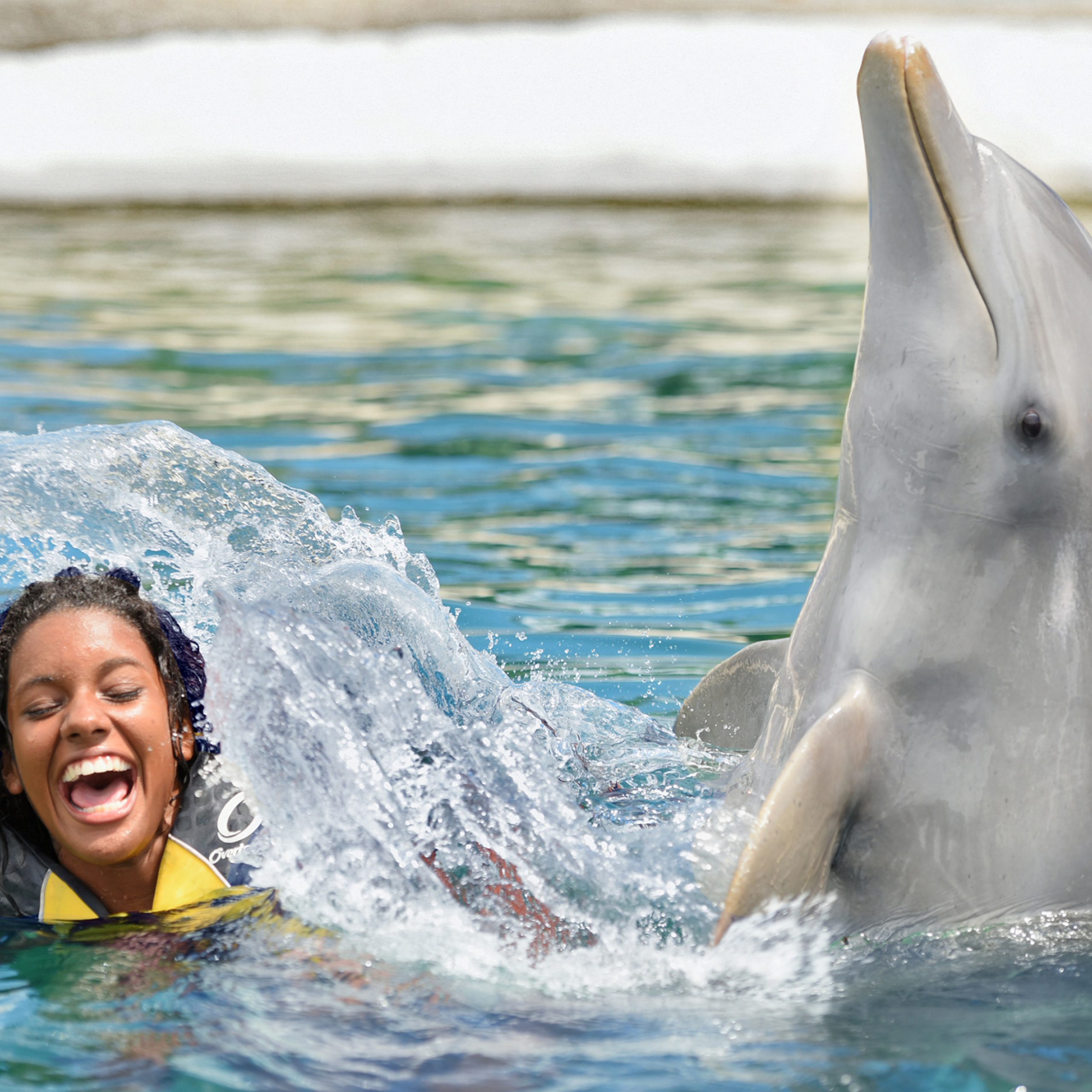 Dolphin Swim