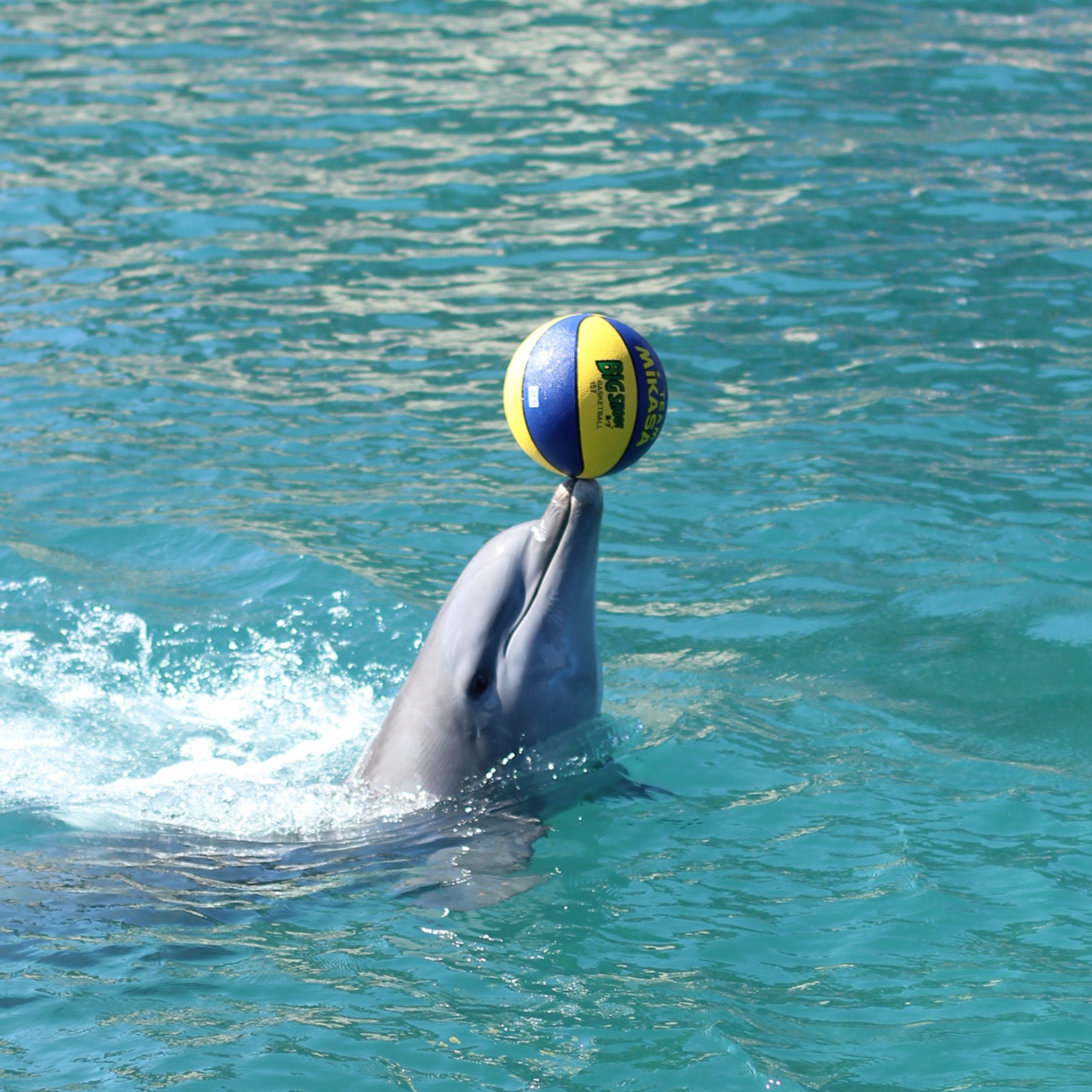 Dolphin Swim