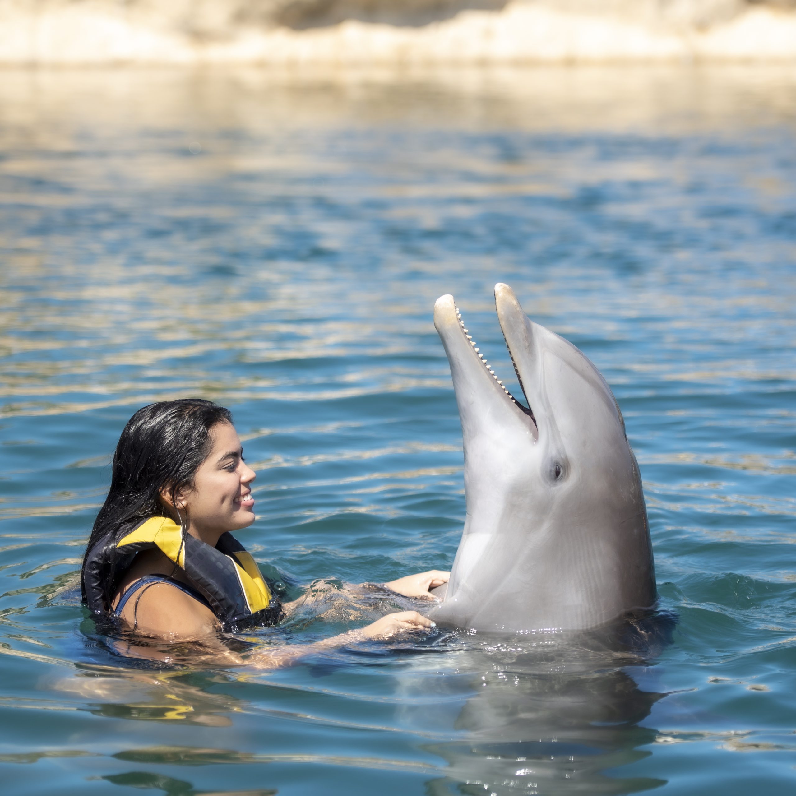 Dolphin Swim