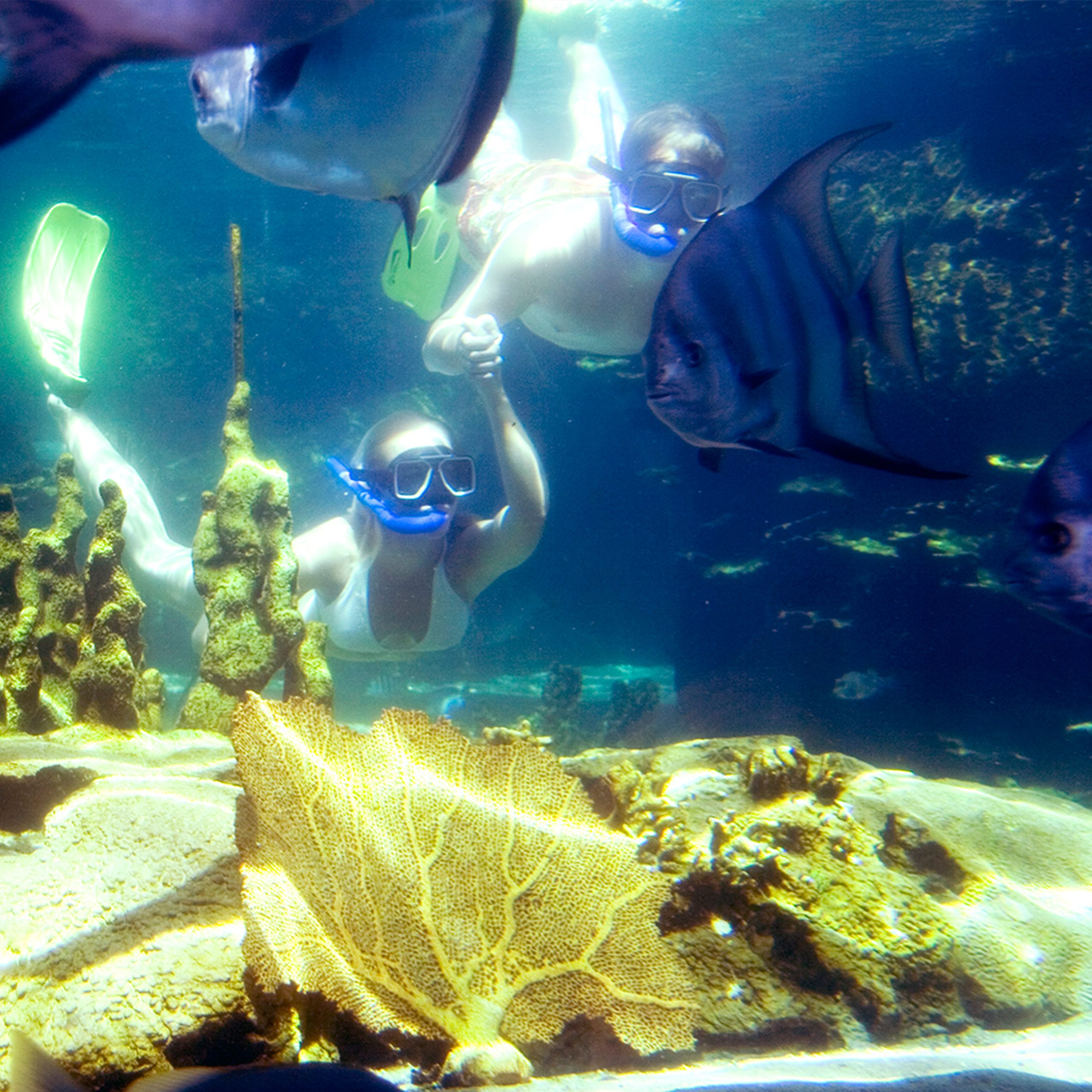 Sea Lion Encounter