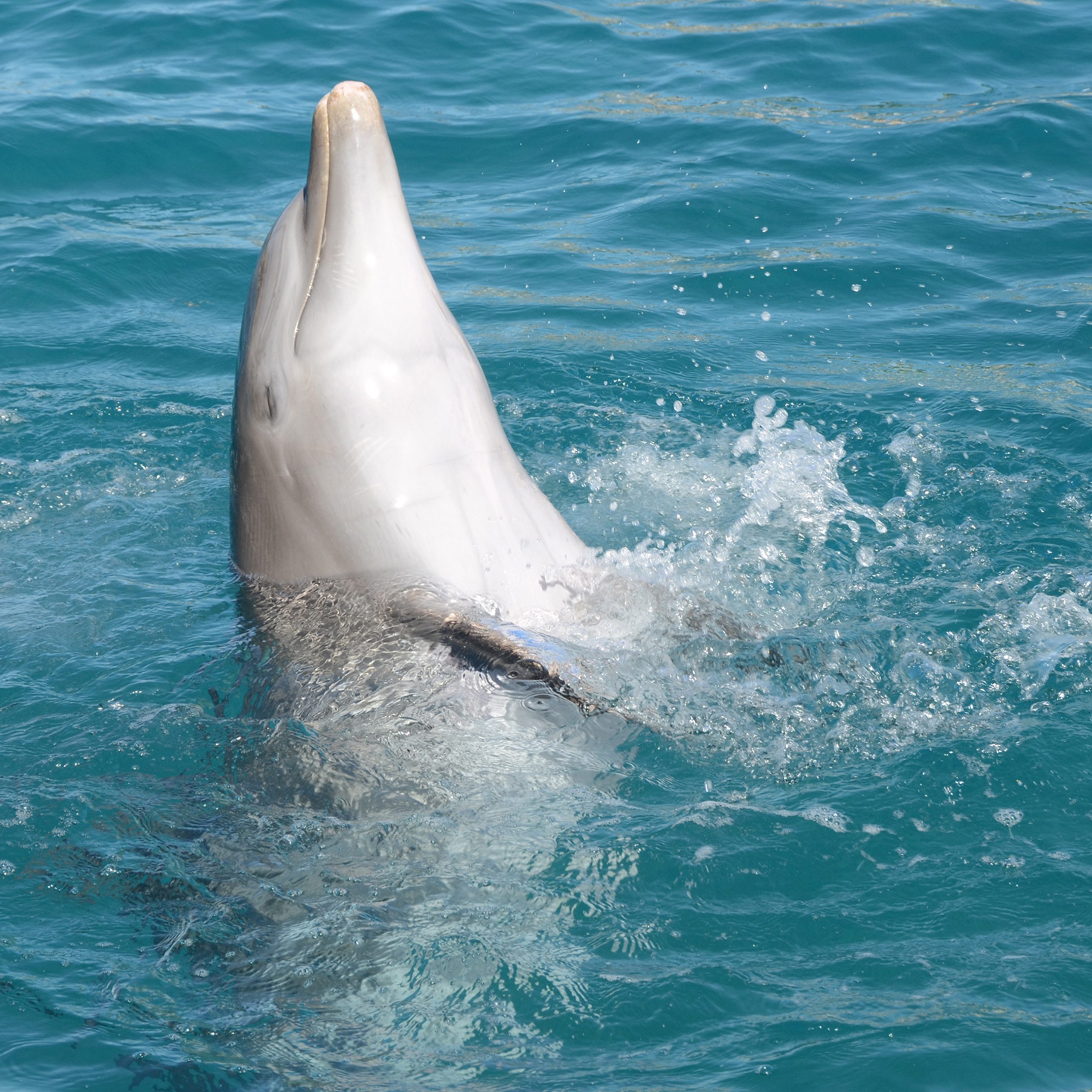Sea Lion Encounter