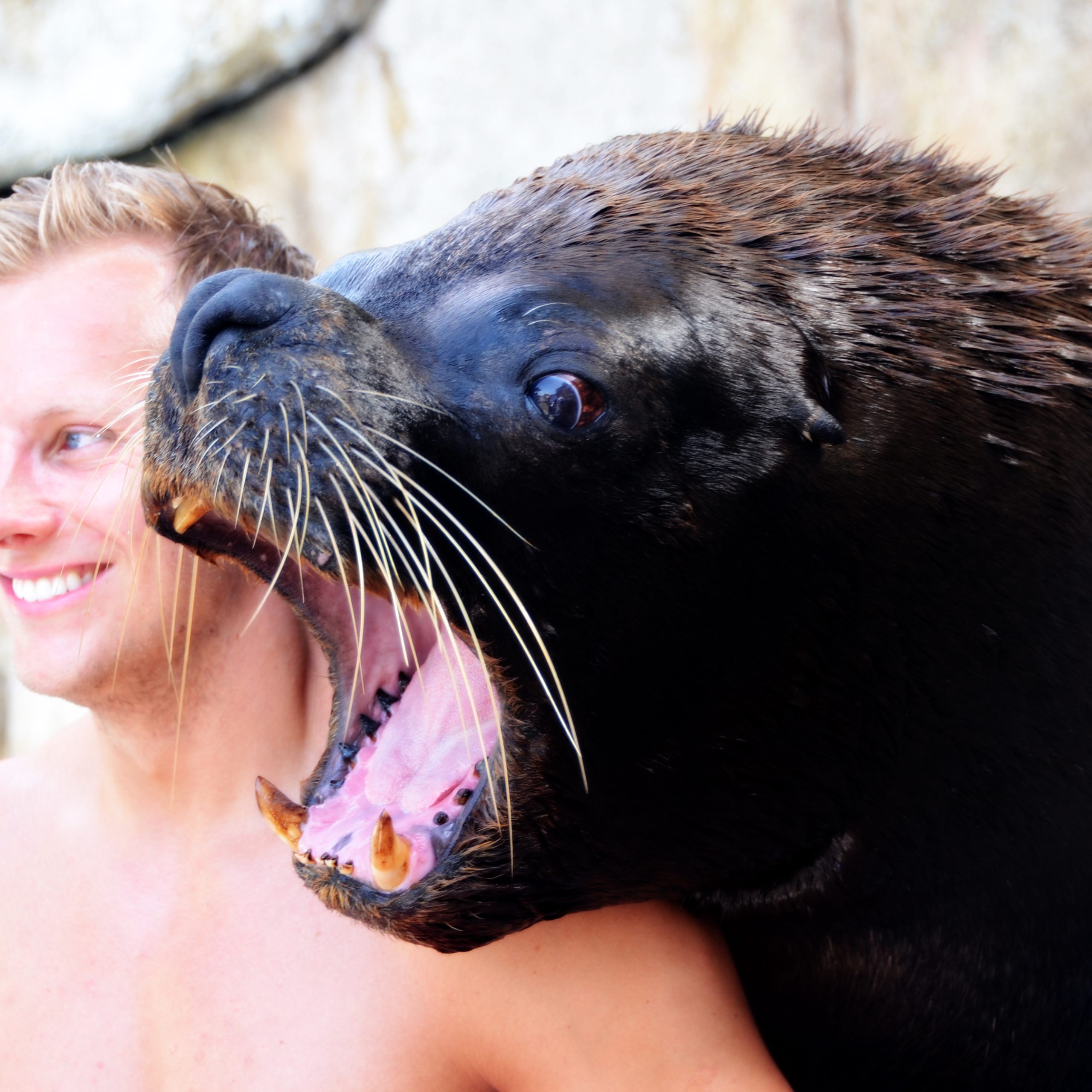 Sea Lion Encounter