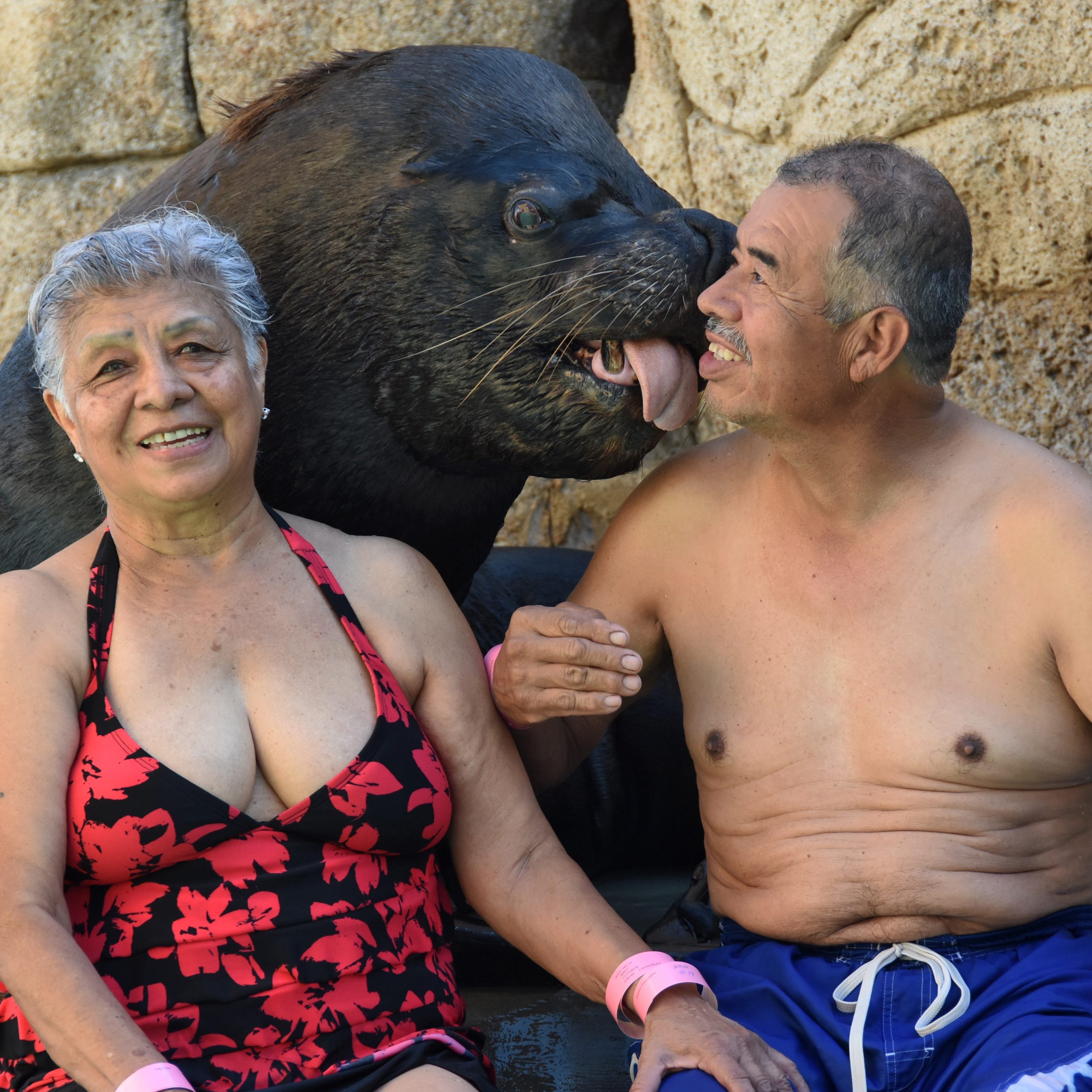 Sea Lion Encounter