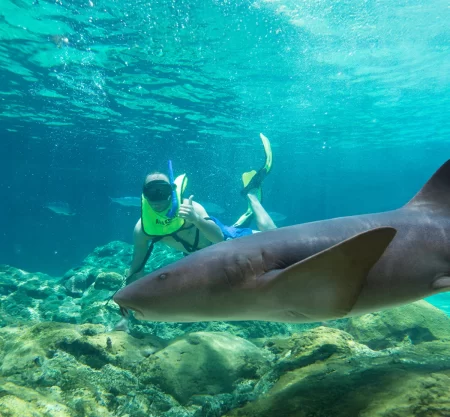 Shark Encounter & Snorkeling