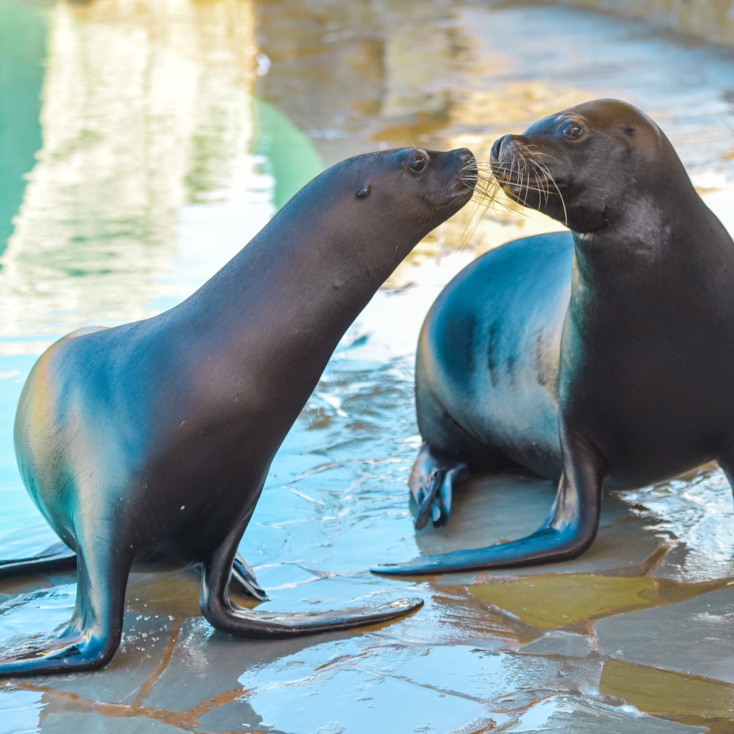 Sea Lion Encounter