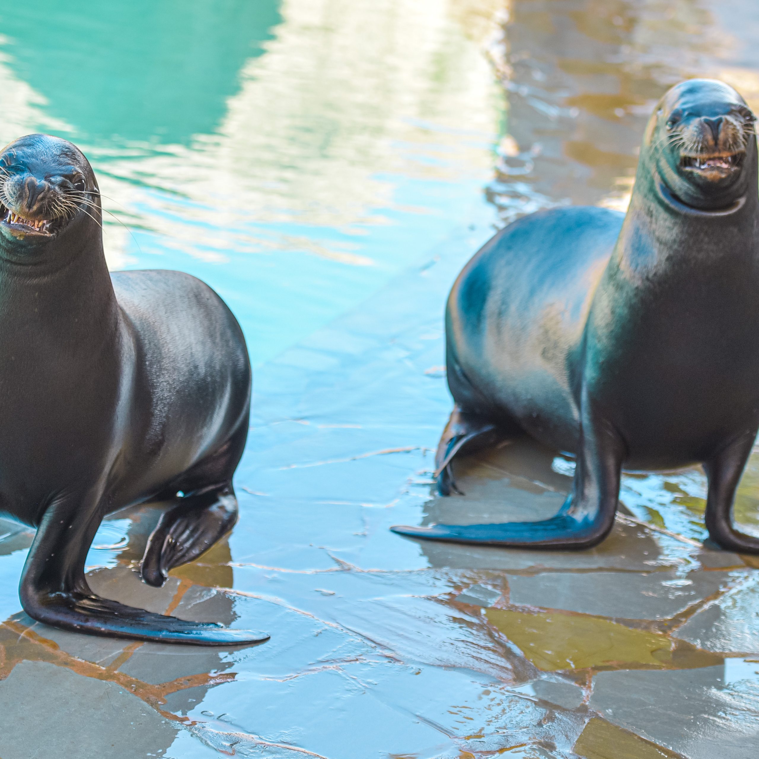 Sea Lion Encounter