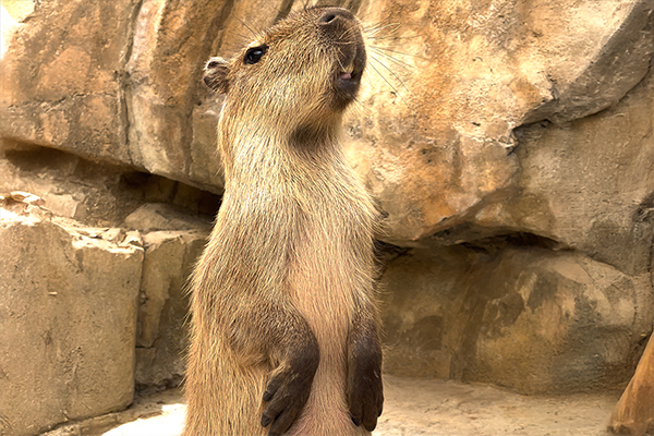 Capybara2