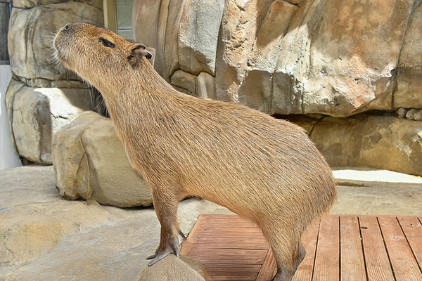 Capybara4