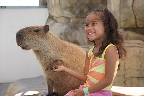 DOMINICANO – Dolphin Encounter + Capybaras